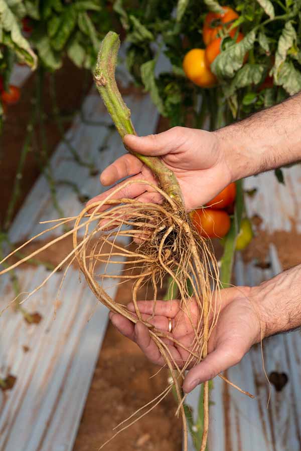 Portainnesto per pomodoro Seminis -De Ruiter