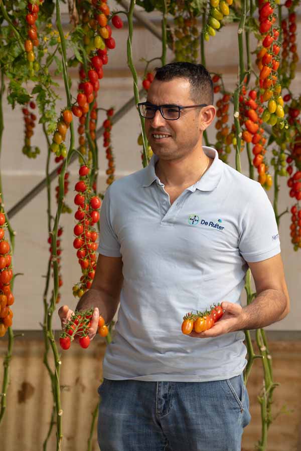 Portainnesti Pomodoro De Ruiter - Nunzio Guastella Vegetables by Bayer