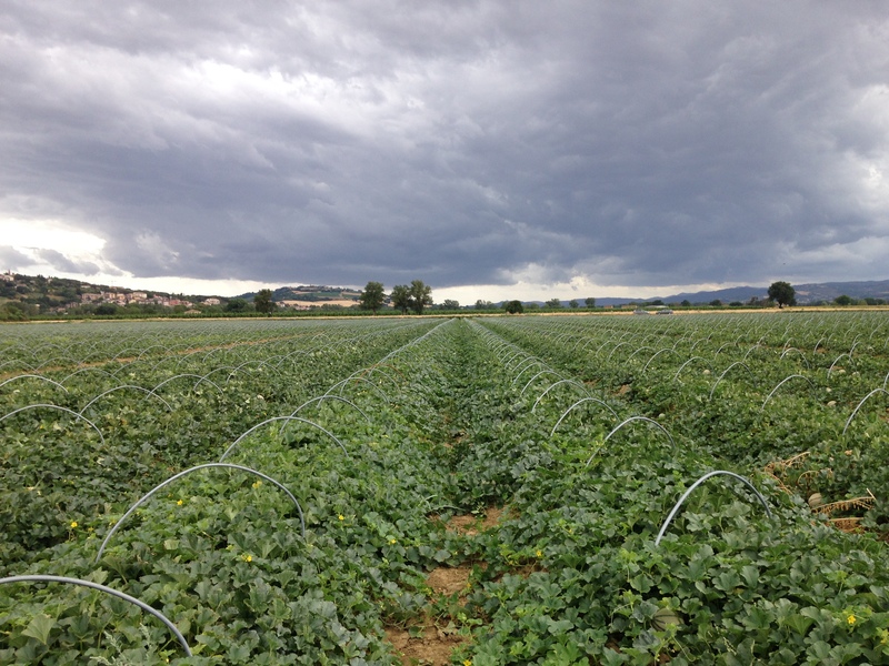 Campagna melone 2022