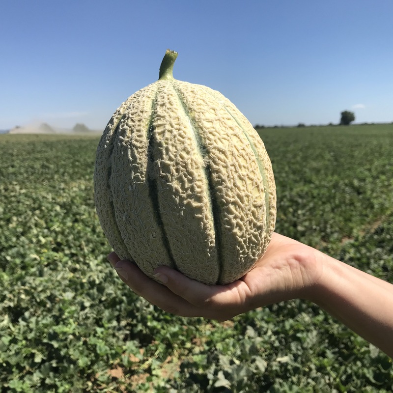 Melone Impero Seminis