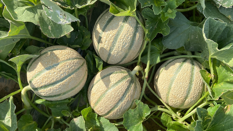 Melone Desiderio Seminis