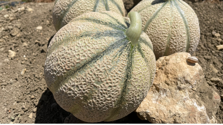 Melone Desiderio Seminis