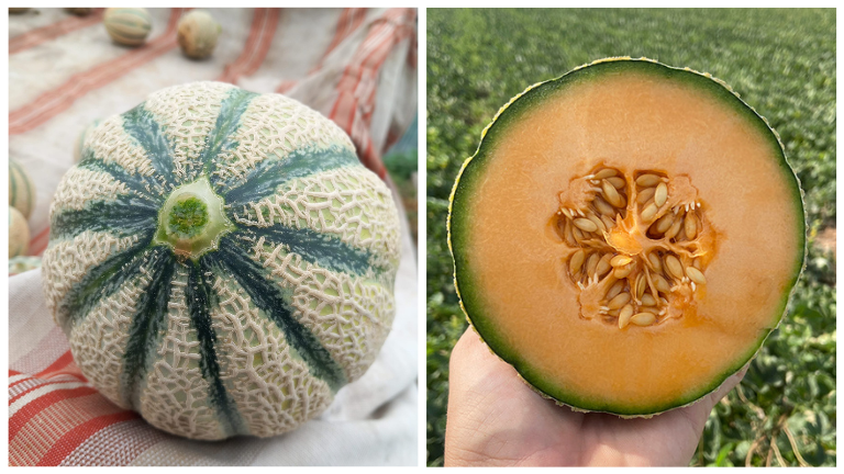 Melone Desiderio Seminis