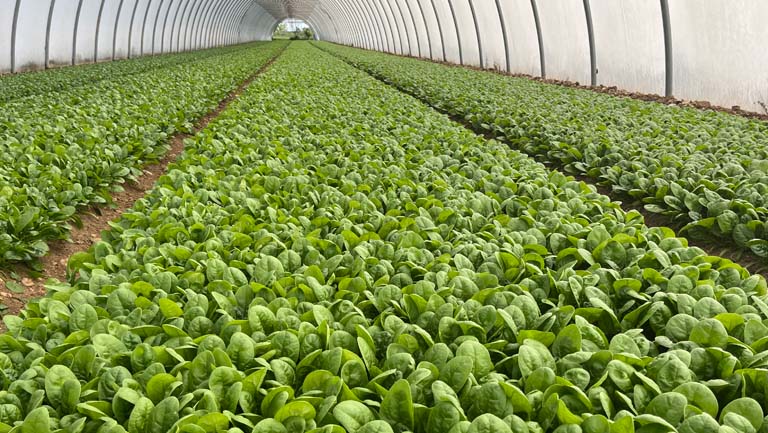 Spinacio Barbuda: la nuova frontiera del fresco firmata Seminis