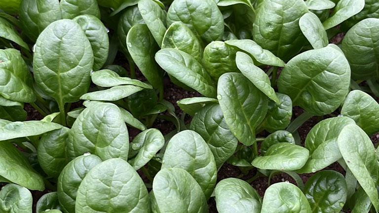 Spinacio Barbuda: la nuova frontiera del fresco firmata Seminis