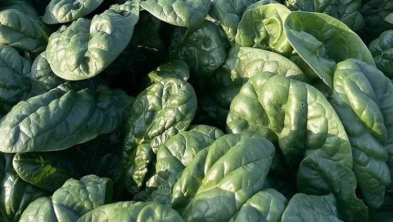 Spinacio Barbuda: la nuova frontiera del fresco firmata Seminis