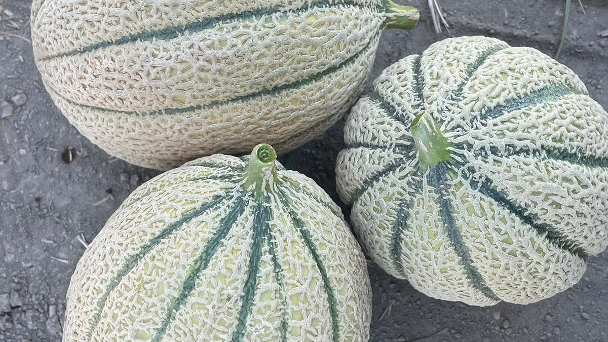 melone manchester testimonial