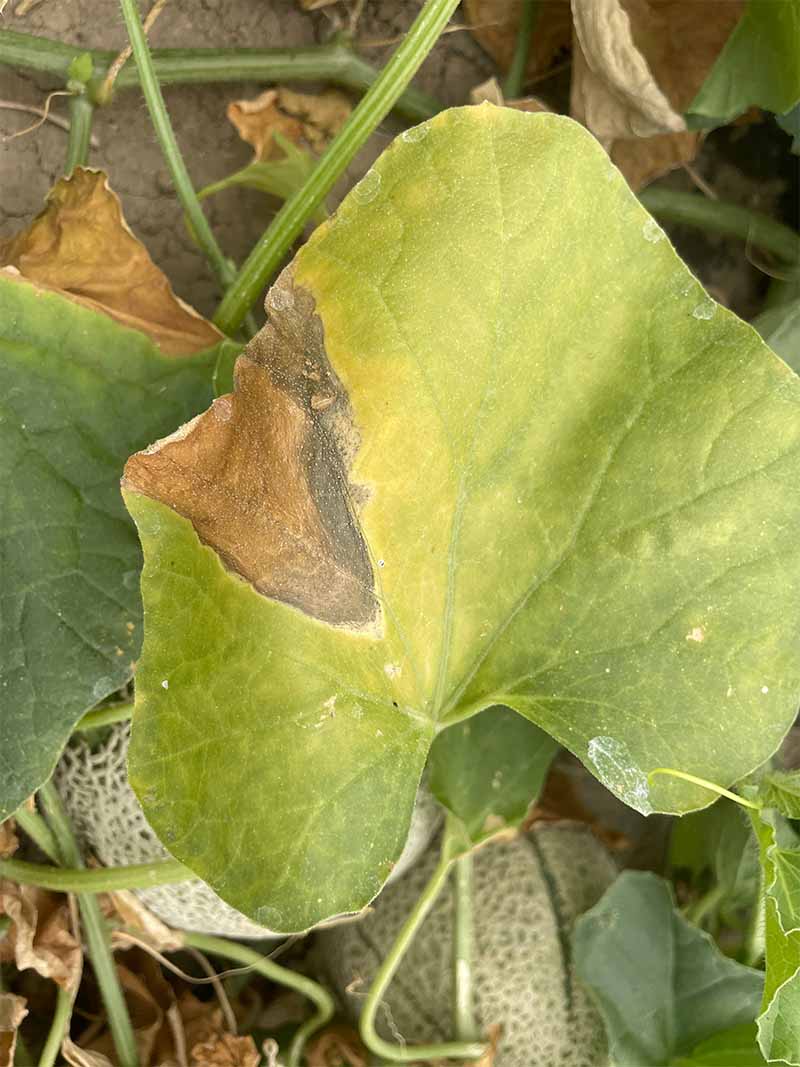 Tracheoverticilliosi del melone