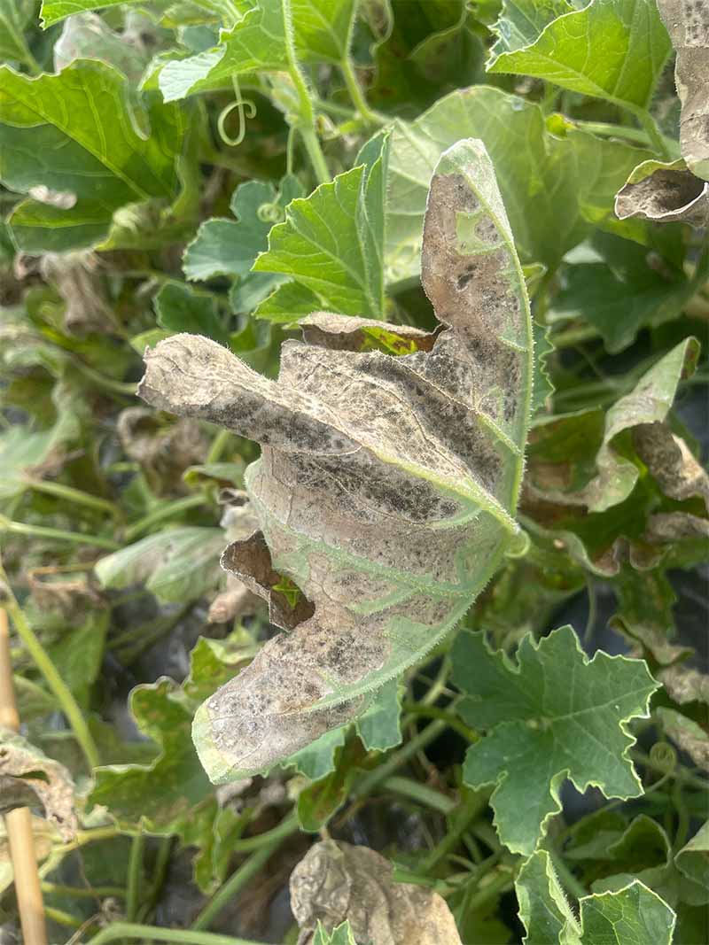 Pseudoperonospora del melone