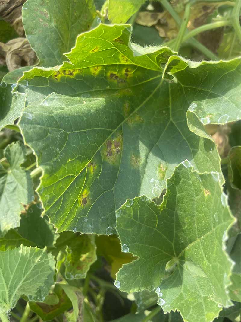 Pseudoperonospora del melone