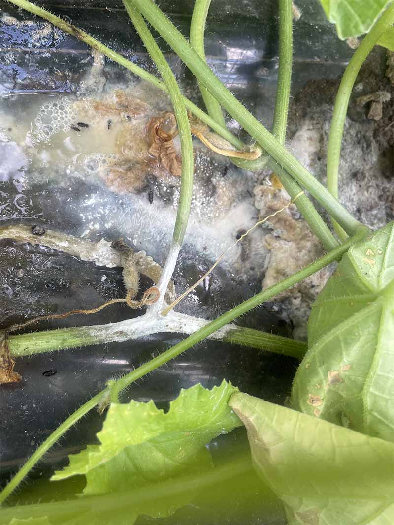 Muffa bianca del melone 