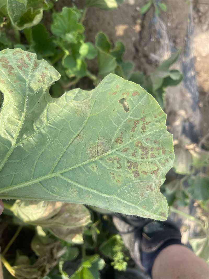 Pseudoperonospora del melone