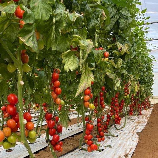 Maratobres, pomodoro da mercato fresco, quando la tolleranza allo stress da caldo è cruciale