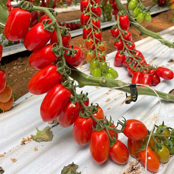 Macconyto, datterino ideale per il ciclo autunno/invernale, con trapianti da agosto a febbraio