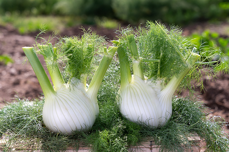 fennel