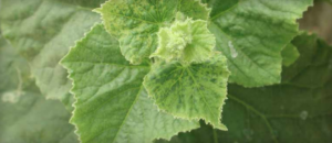Cucumber vein-yellowing virus on melon.