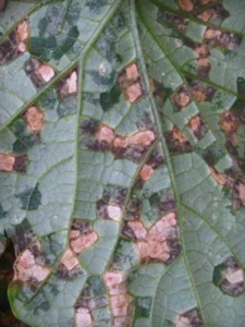 Water-soaked and necrotic lesions on the abaxial side of a cucumber leaf.
