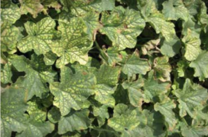 Melon with magnesium (Mg) deficiency. (Courtesy of Terry Jones)