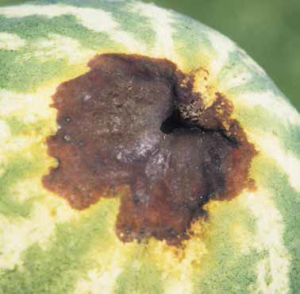 Watermelon blossom-end rot. (Courtesy of Gerald Holmes)