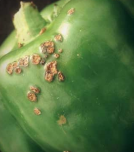 Large, rough lesions on green fruit.