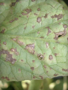 Lesions on abaxial leaflet surface