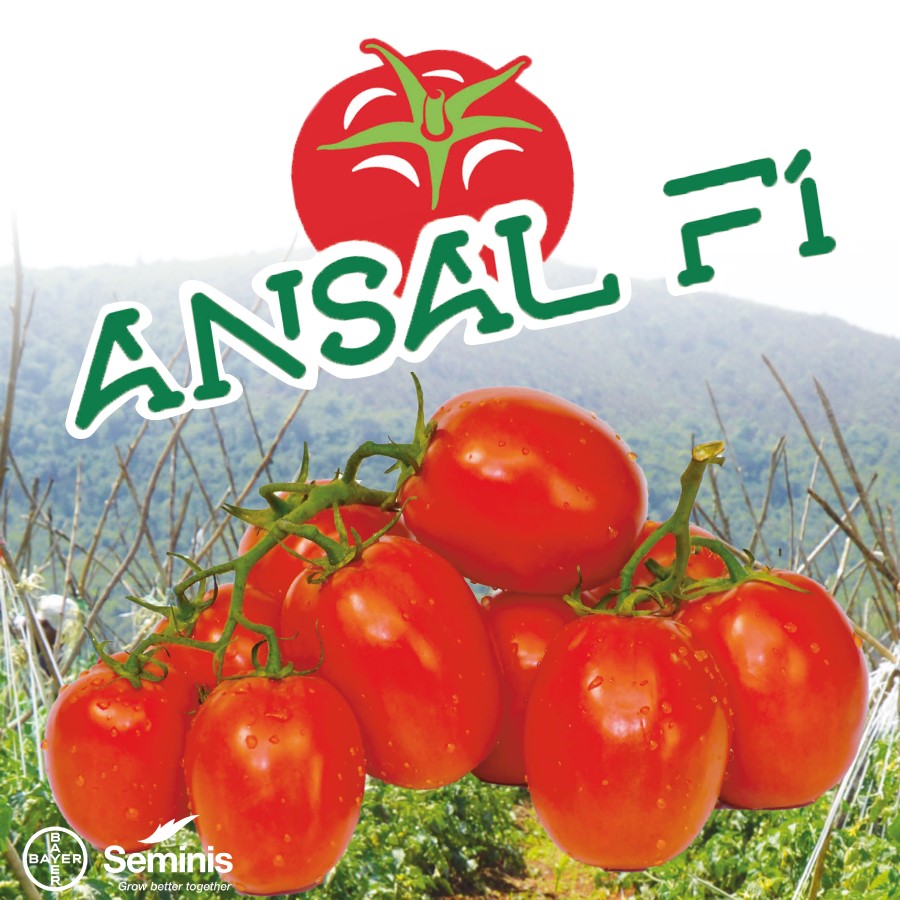 Ansal F1 Tomato
