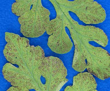Early signs of ozone damage on watermelon leaves. (Courtesy of Margaret T McGrath)