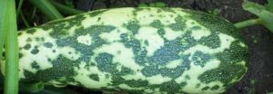 Papaya ringspot virus fruit infection.