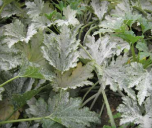 Powdery mildew on squash.