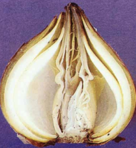 Bulb cross-section showing collapse and shriveling of internal scales.