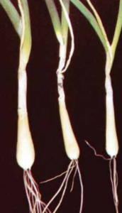 At the soil line affected tissue shrivels and collapses.