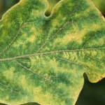 Leaf symptoms caused by jassid feeding on eggplant