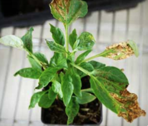 Necrosis and distortion of foliage.