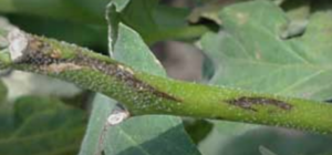 Necrosis and distortion of foliage.