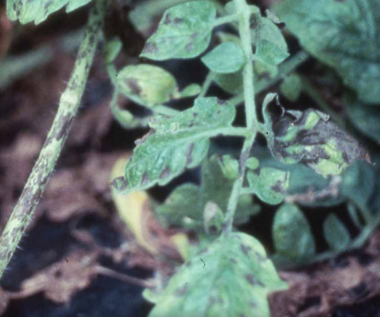 Necrotic stem and leaf lesions