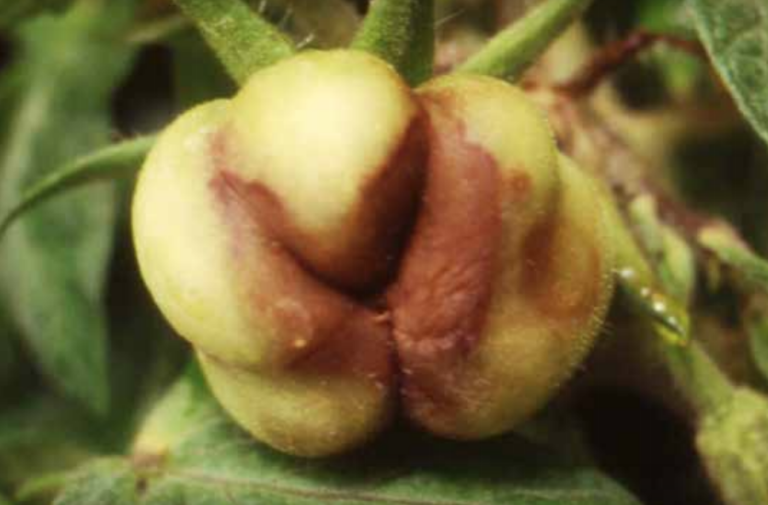 Fruit necrosis on an inoculated plant. (Courtesy of Marisol Luis, Instituto Universitario de Investigación Mixto Agroalimentario de Aragón, Universidad de Zaragoza)