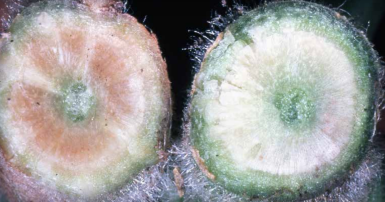 Stem cross-sections showing diseased (left) and healthy (right) vascular tissue.