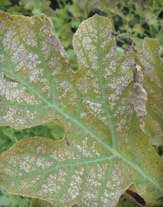Ozone damage on watermelon eventually develops a white to silver appearance on the upper or adaxial surface of the leaves. The abaxial side of the leaf is unaffected. (Courtesy of Gerald Holmes)