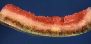Rind necrosis on watermelon.