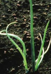 Early symptoms of smut infection manifest as black streaks on leaves.