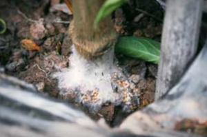 Mycelia and sclerotia at the base of an infected pepper plant.