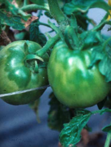 TEV: mottled fruit. (Courtesy of Tom Zitter, Cornell University)