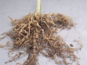 Figure 3. Root galls caused by root knot nematodes.