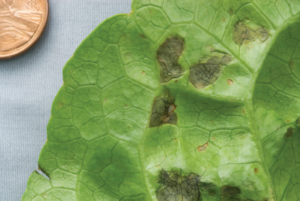 Figure 2. Lesions have an angular shape because their growth is limited by major veins in the leaf. Photograph by Steve Koike. Used with permission.