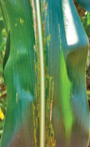 Figure 4. Lesions forming along the midrib are typical symptoms of BLS on leaves in the upper canopy. Tamra Jackson-Ziems, University of Nebraska.