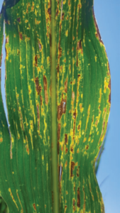 Figure 2. Yellow halos are visible around lesions when leaves are backlit. Tamra Jackson-Ziems, University of Nebraska.