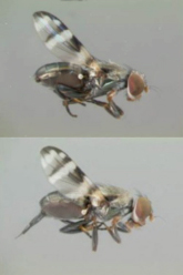 Figure 1. Cornsilk fly (sp: Euxesta eluta) male (above) and female (below). Photograph by Gaurav Goyal, Monsanto Company.