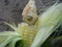 Figure 4. Corn Earworm on sweet corn ear. Photograph by Roberto Cordero, Monsanto Company.