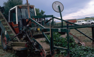 Figure 1. Mechanical harvesting of cucumbers. Photo courtesy of Howard F. Schwartz, Colorado State University, Bugwood.org.