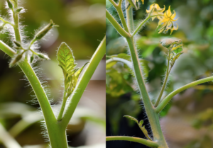 Figure 1. Axillary shoots, or suckers, emerge from the leaf axil, where the leaf petiole meets the stem.